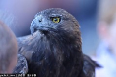 皇家马德里女足迎战法兰克福：晋级欧冠的关键时刻